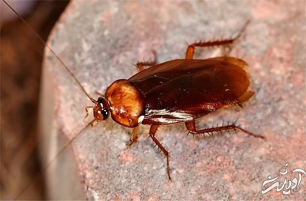 نابود کردن سوسک ها cockroaches